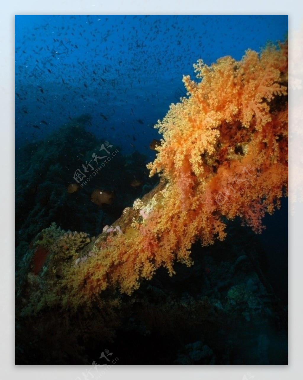 美丽海底世界珊瑚热带鱼图片