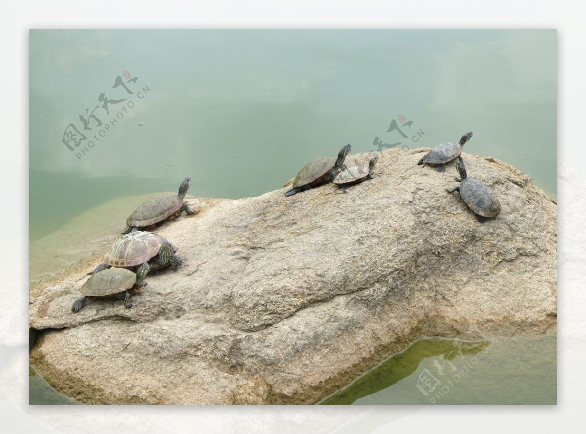 石头上的乌龟图片