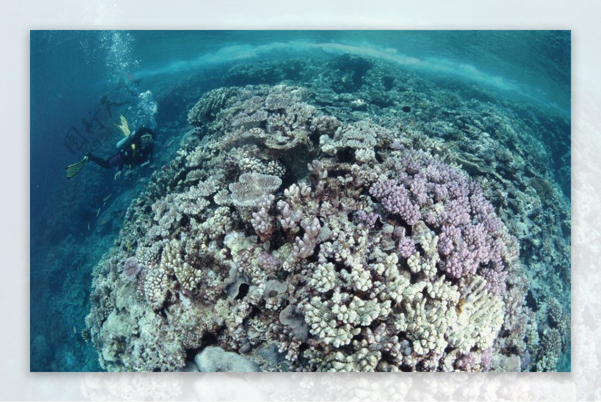 珊蝴礁石图片