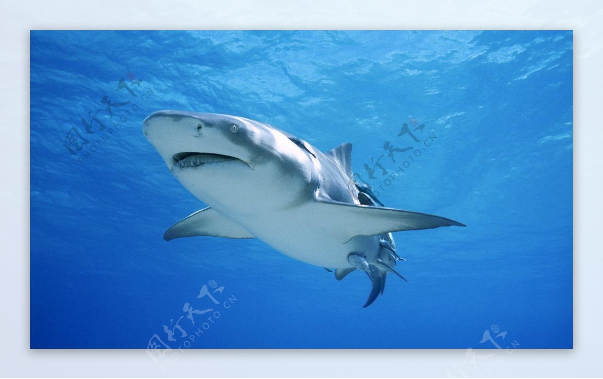 大白鲨图片