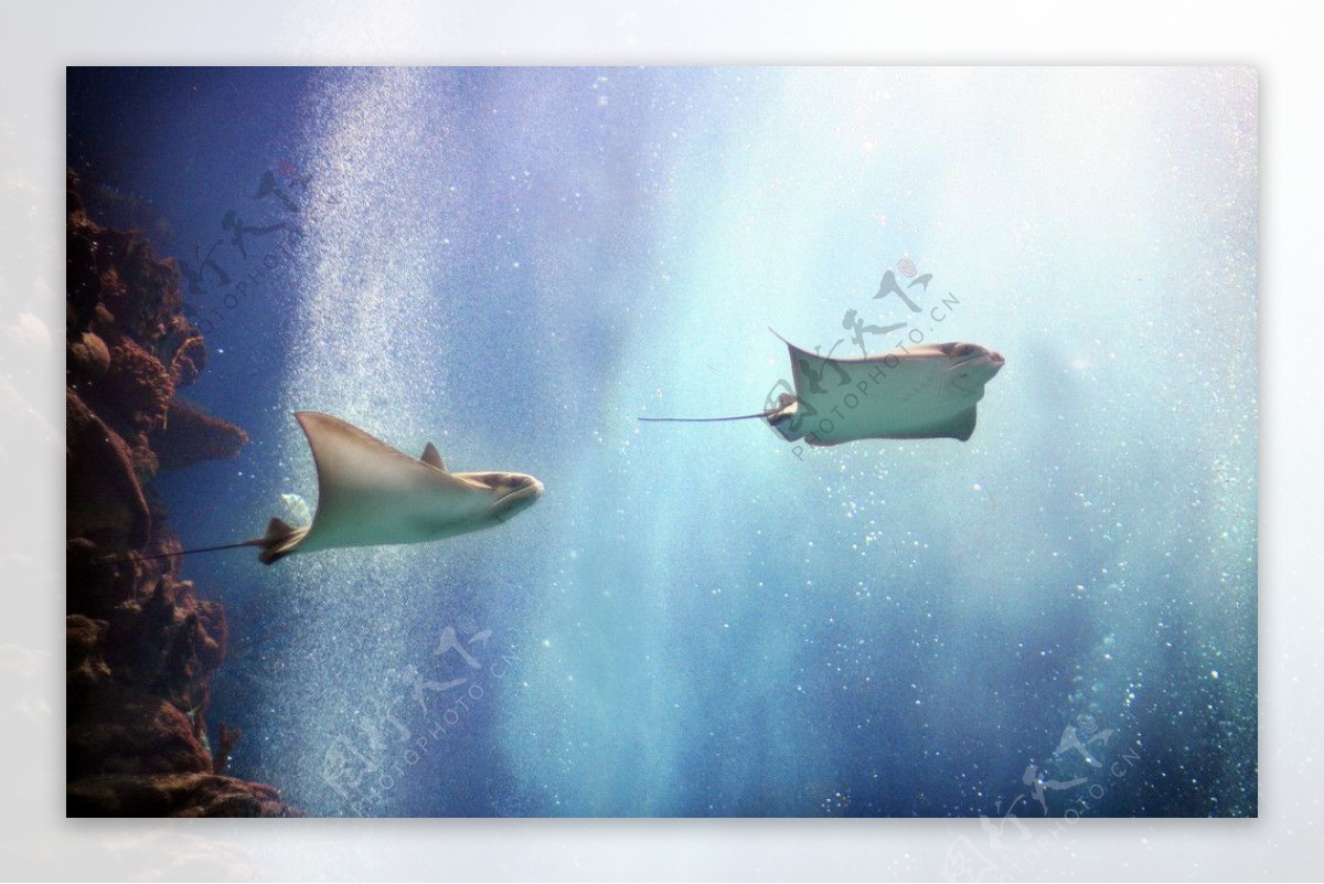 次时代 pbr 魔鬼鱼 怪物鱼 深海 怪鱼 生物 带背景贴模型-鱼类模型库-3ds Max(.max)模型下载-cg模型网