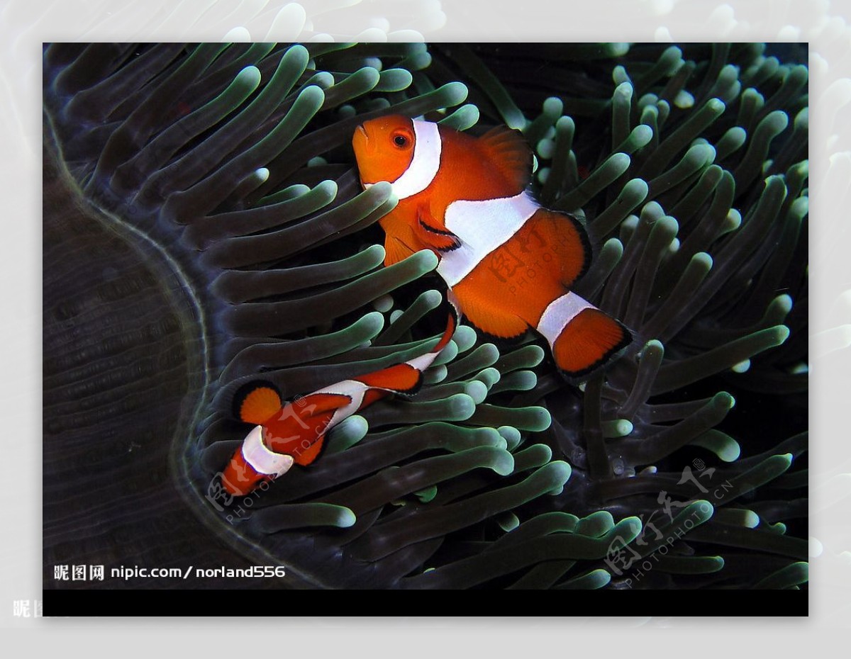 珊瑚虫和小丑鱼图片
