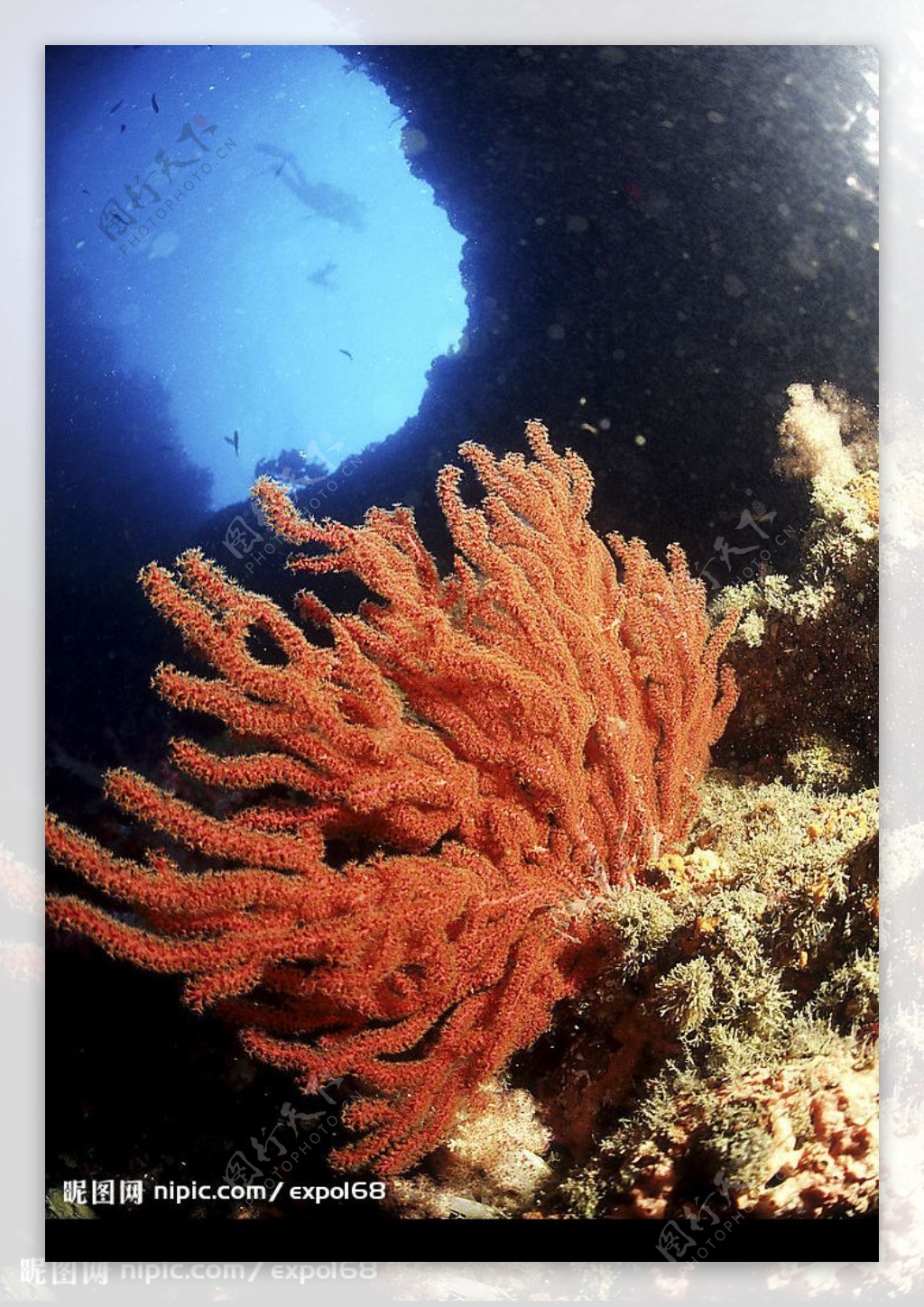 珊瑚02图片