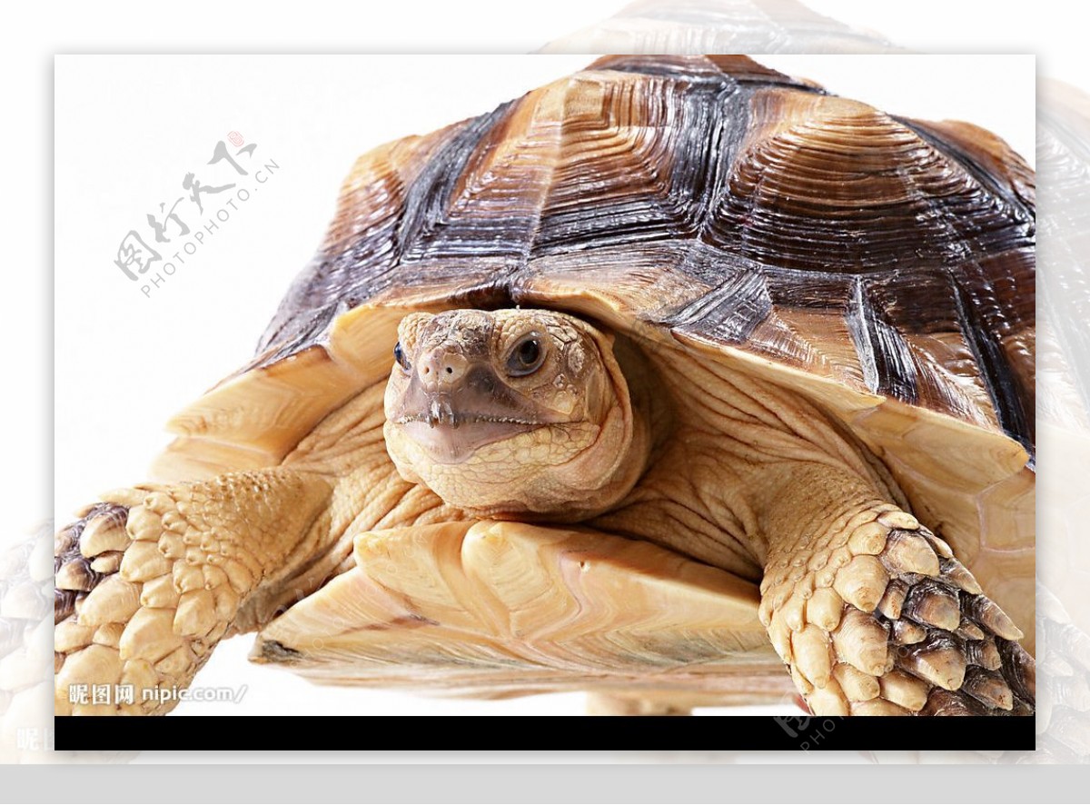 苏卡达陆龟图片