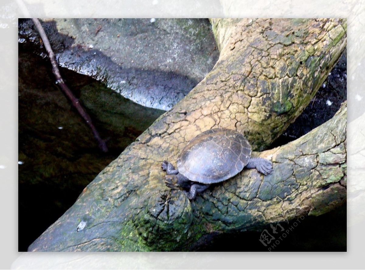 甲鱼王八野生动物生物生物世界图片