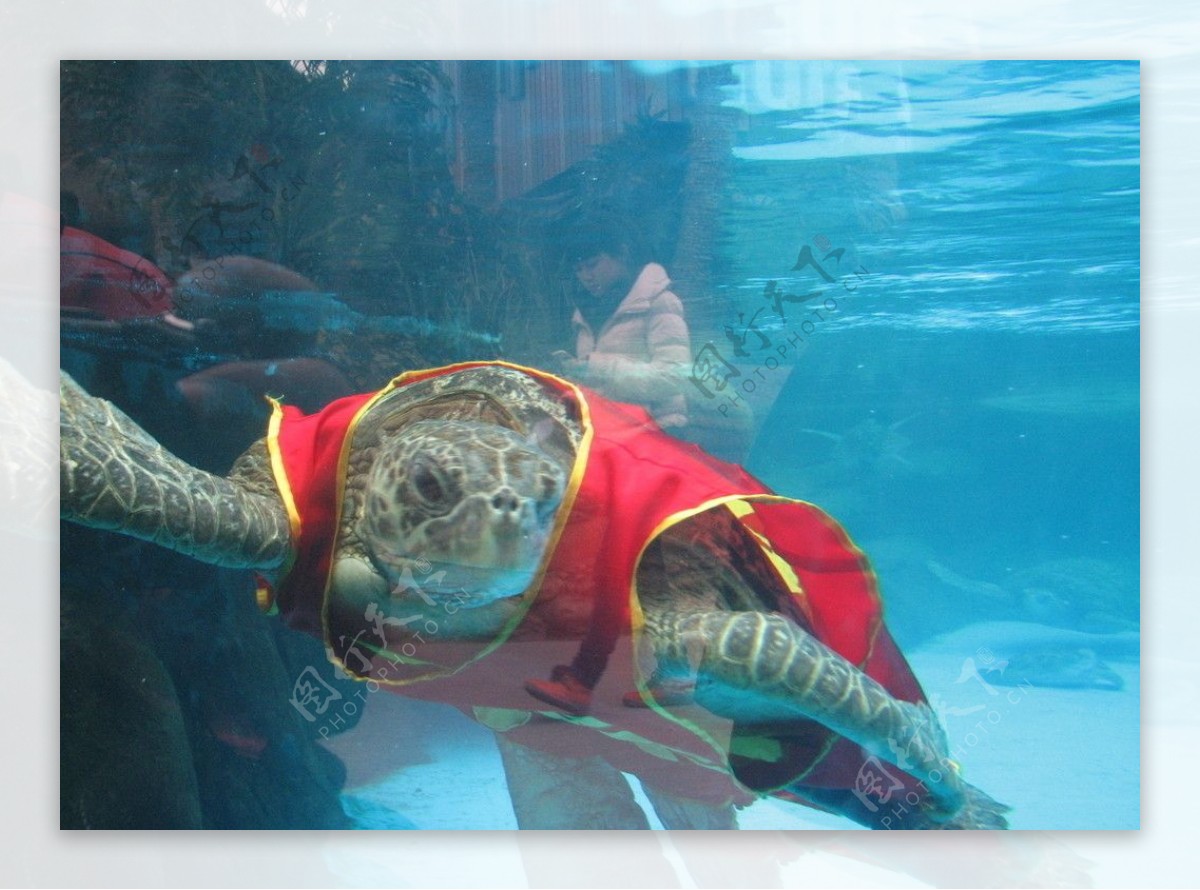 坐高铁、拍X光、做胃镜：一只海龟的生死漂流 | 世界海龟日_凤凰网公益_凤凰网