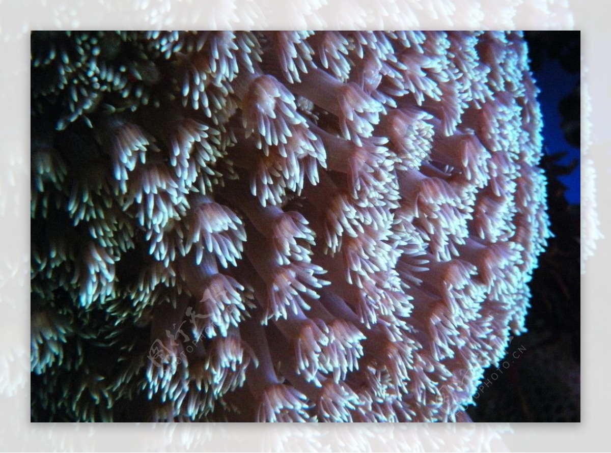 斑斓的海底世图片