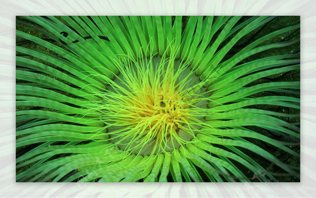 绿海葵图片