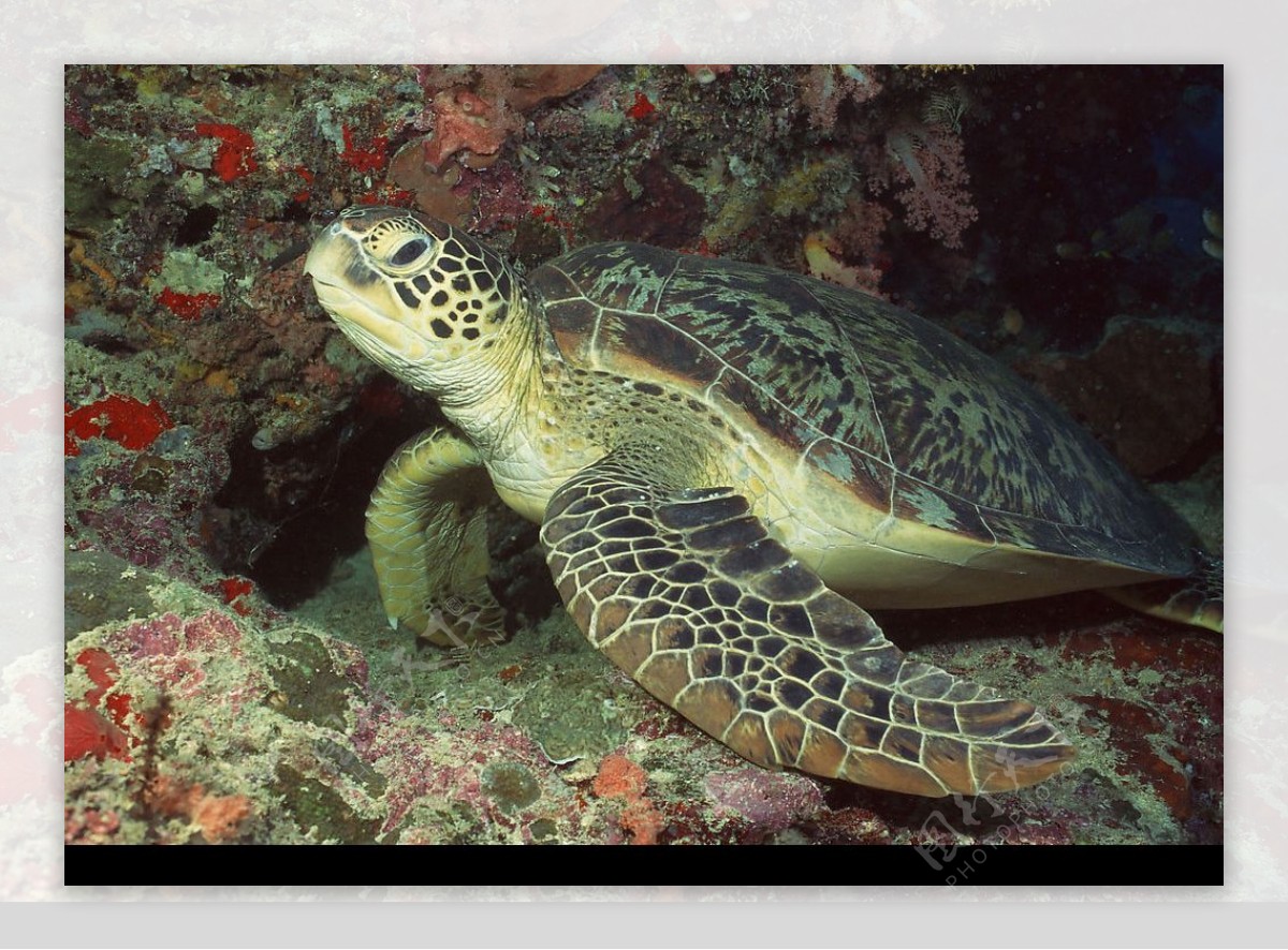 海洋生物图片