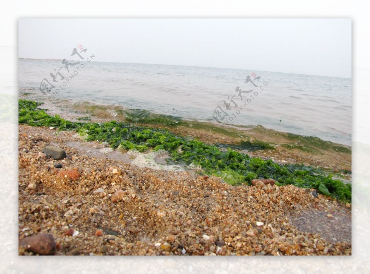 常見海藻大集合（海帶、昆布、紫菜、海帶芽、珊瑚草、海茸），藻類營養及熱量介紹，附上多道精選食譜！