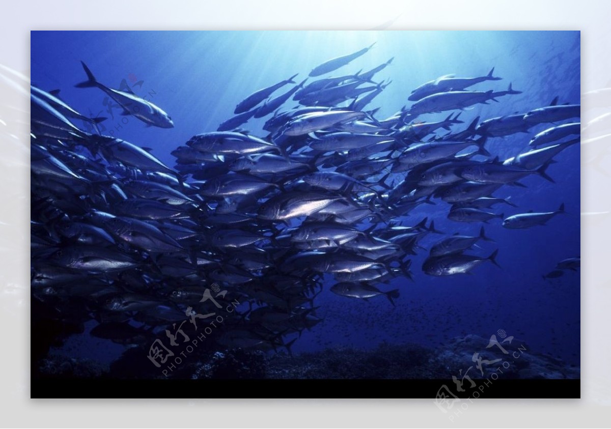 深海鱼类图片