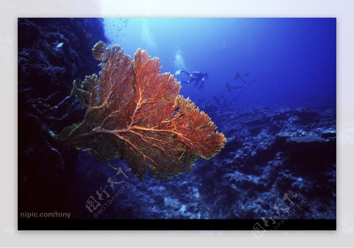 美丽的海洋生物|摄影|生态|judy963 - 原创作品 - 站酷 (ZCOOL)