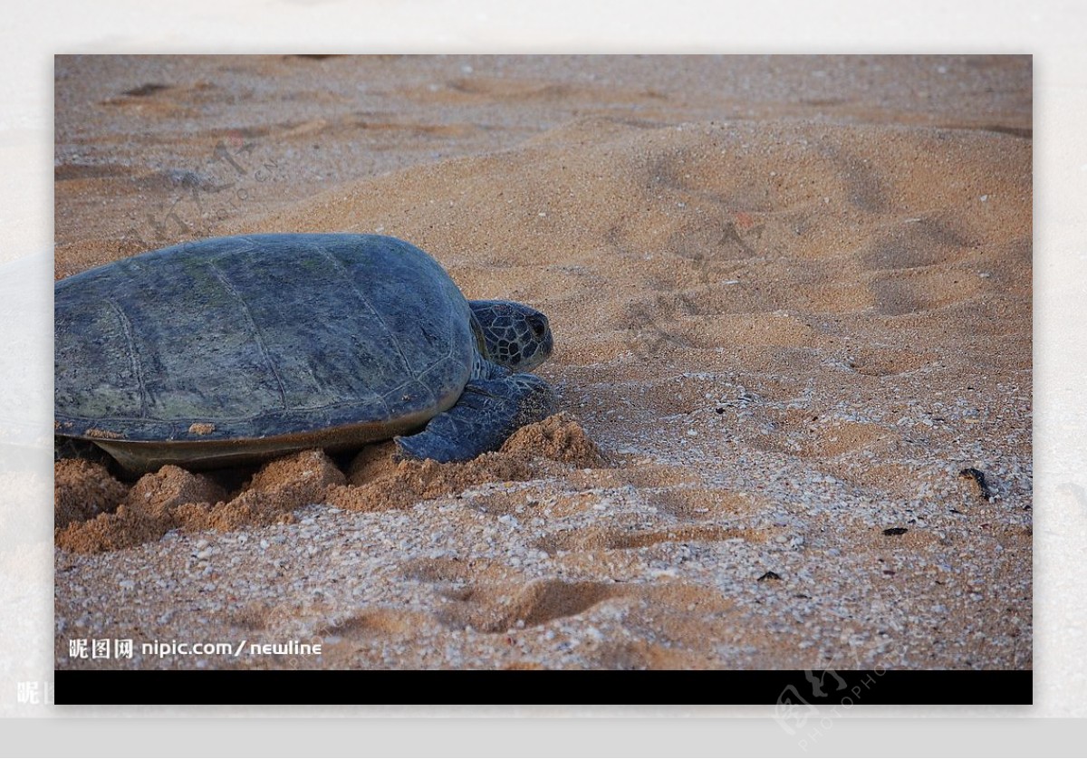 烏龜與沙灘图片