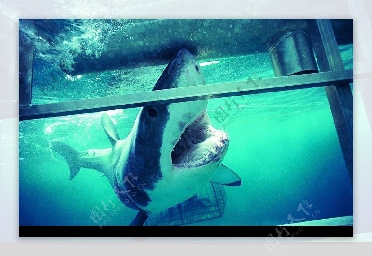 壁纸 : 鲨鱼, 海, 在水下, 牙齿 1920x1200 - wallhaven - 645171 - 电脑桌面壁纸 - WallHere 壁纸库