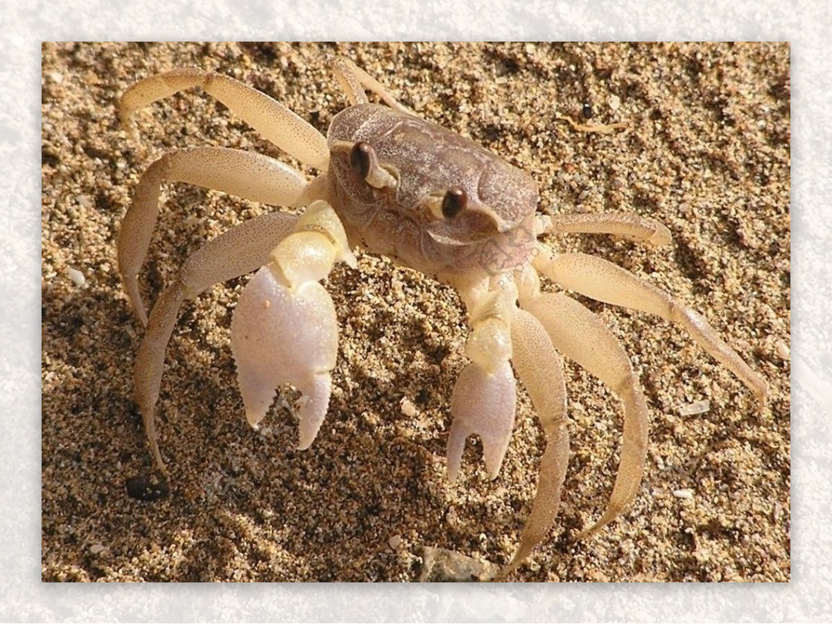 平掌沙蟹BBayCrab图片