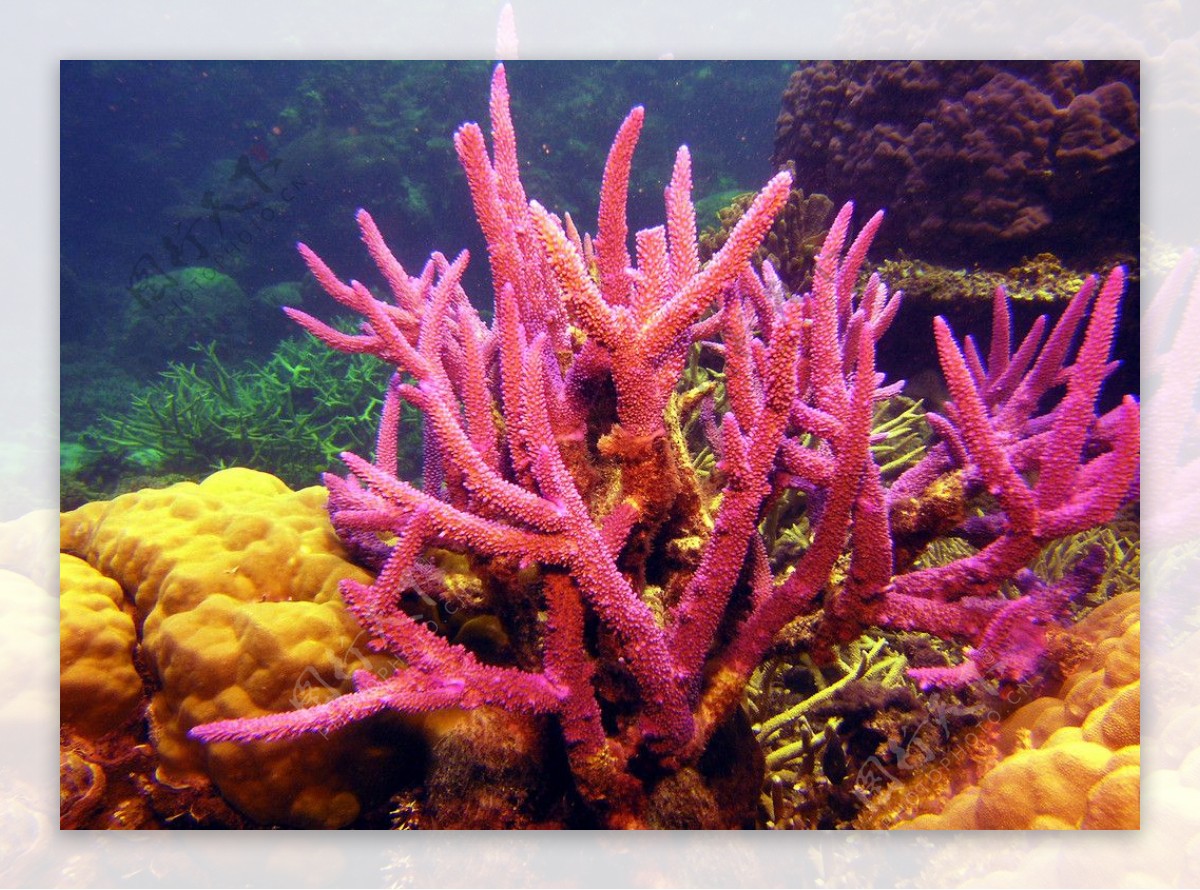 红色珊瑚图片