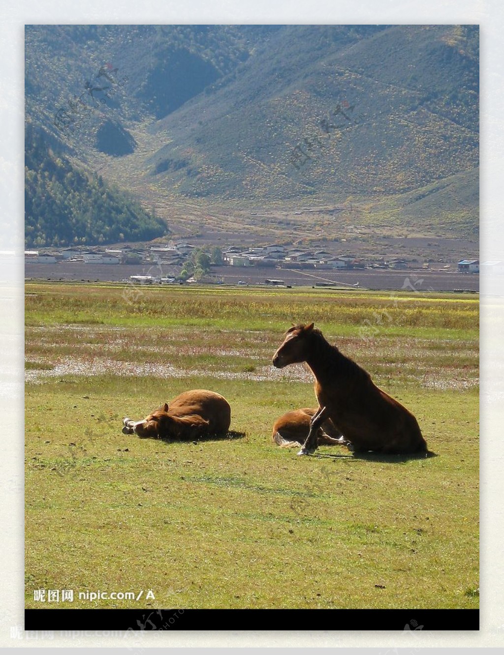 纳帕海草原上休息的马儿图片