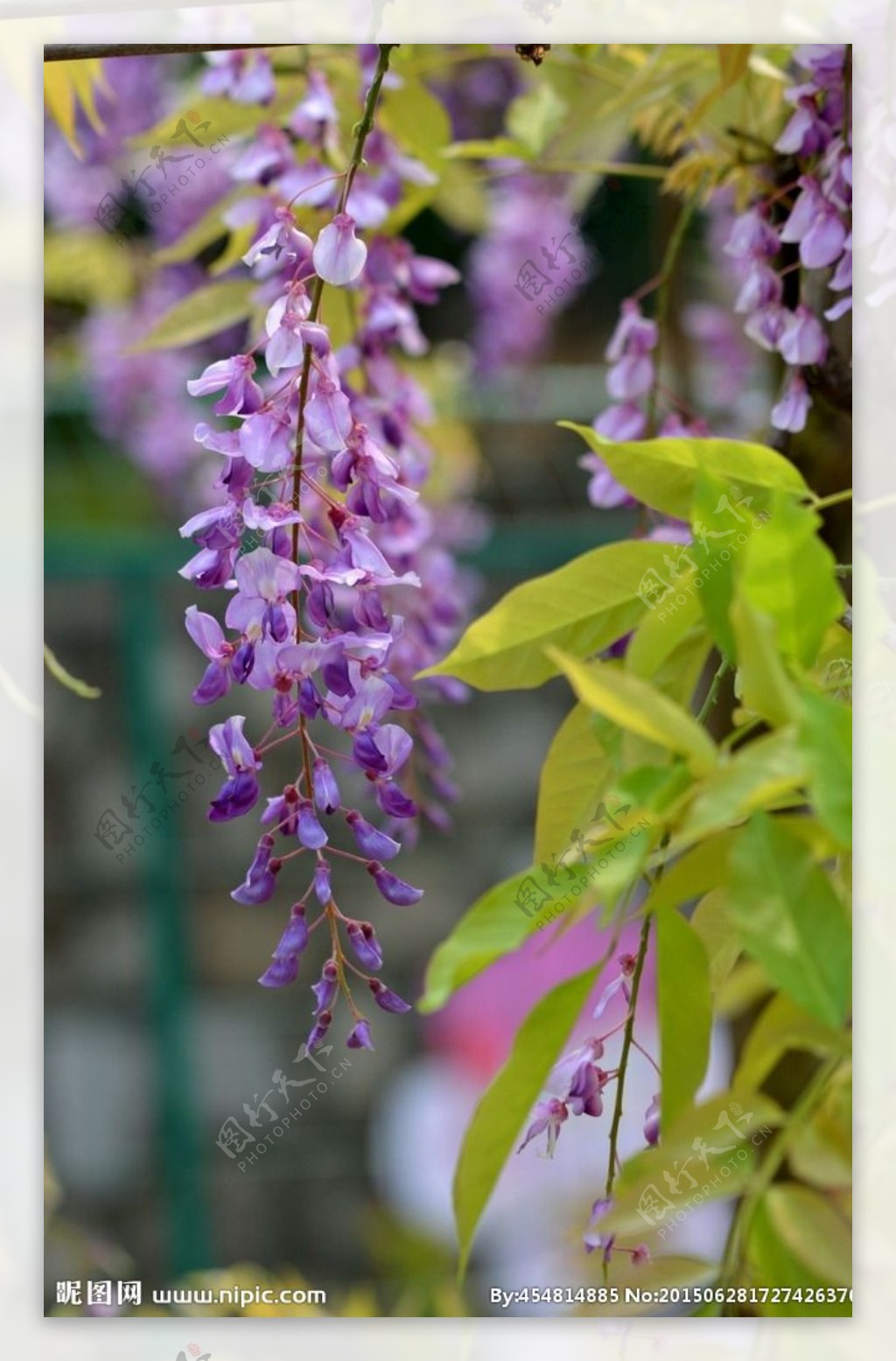 优秀植物景观素材——多彩绚丽的紫藤 - 知乎