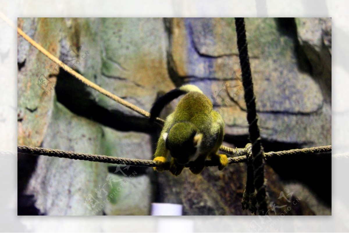 南美洲猴子图片