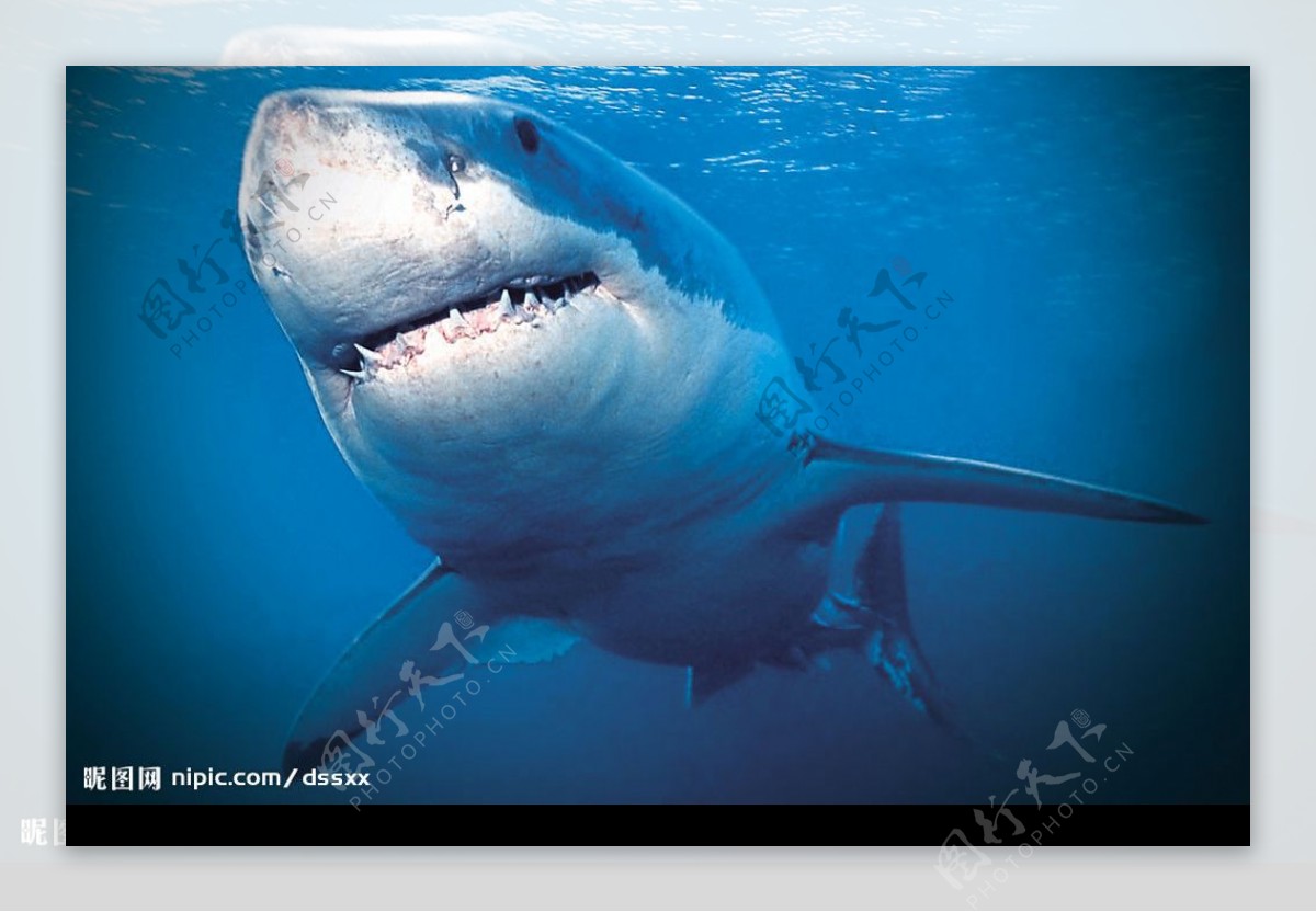 海洋鲨鱼图片