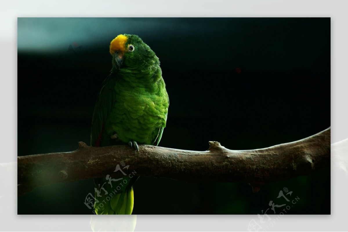 绿色的鹦鹉图片
