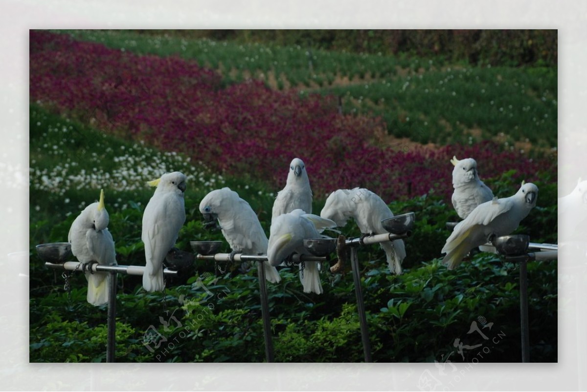茶溪谷鹦鹉图片