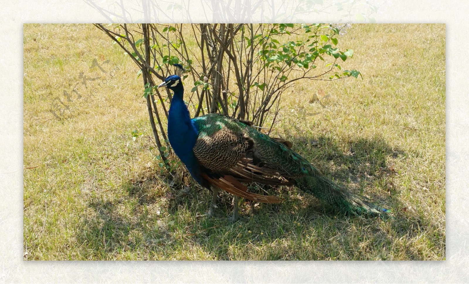 树荫下的蓝色孔雀图片
