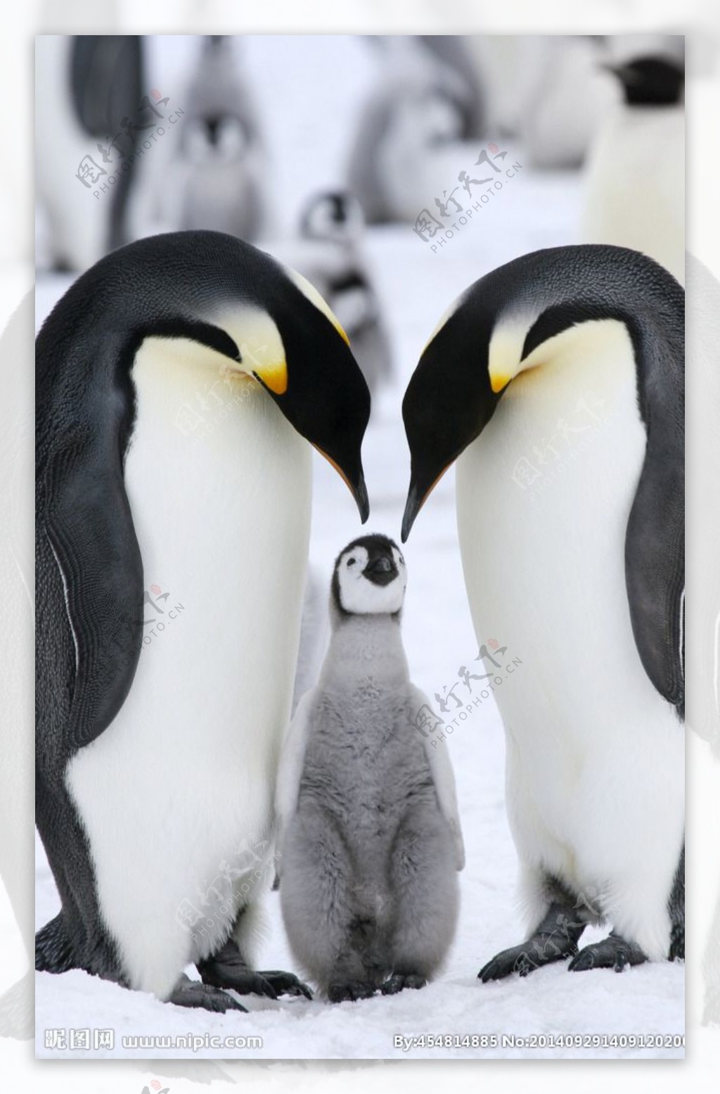 秦皇岛野生动物园企鹅图片