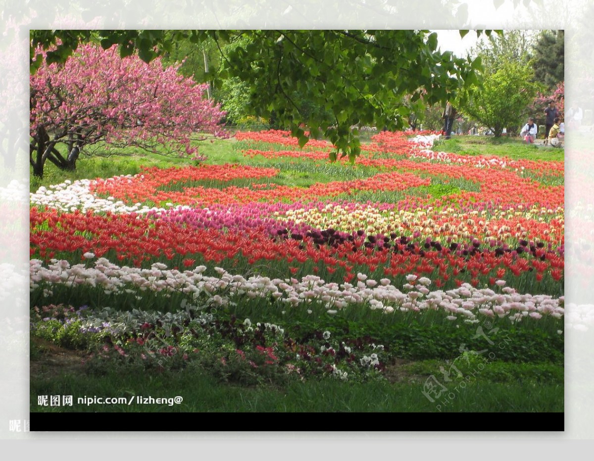 郁金香花海洋图片