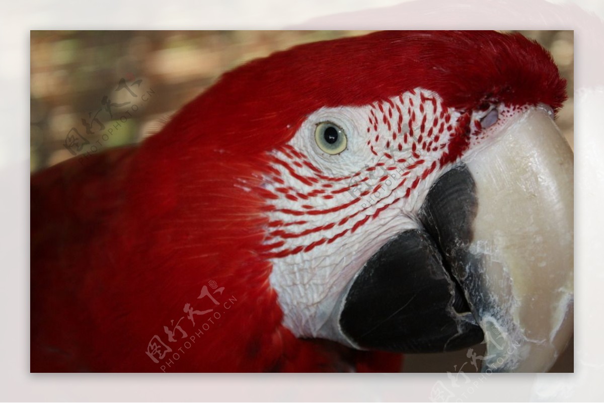 红色鹦鹉图片