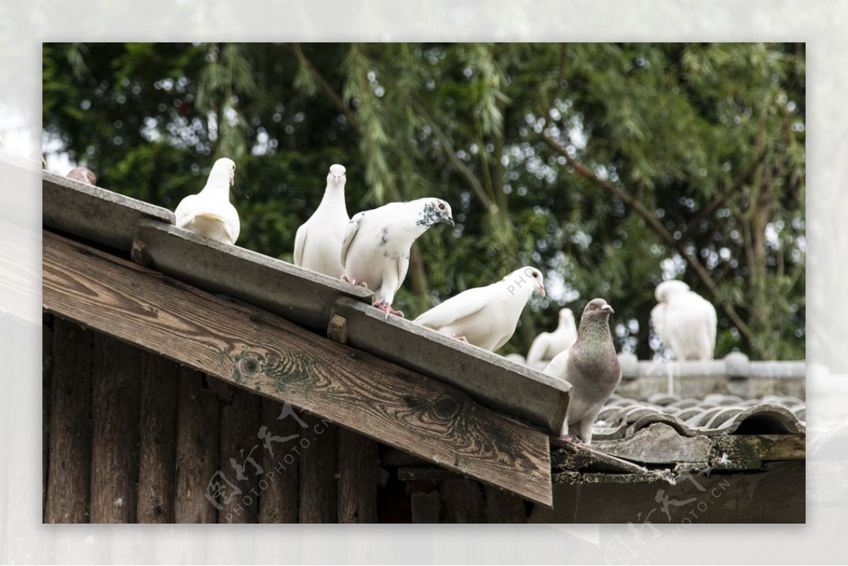 世纪公园鸽子喂养园图片