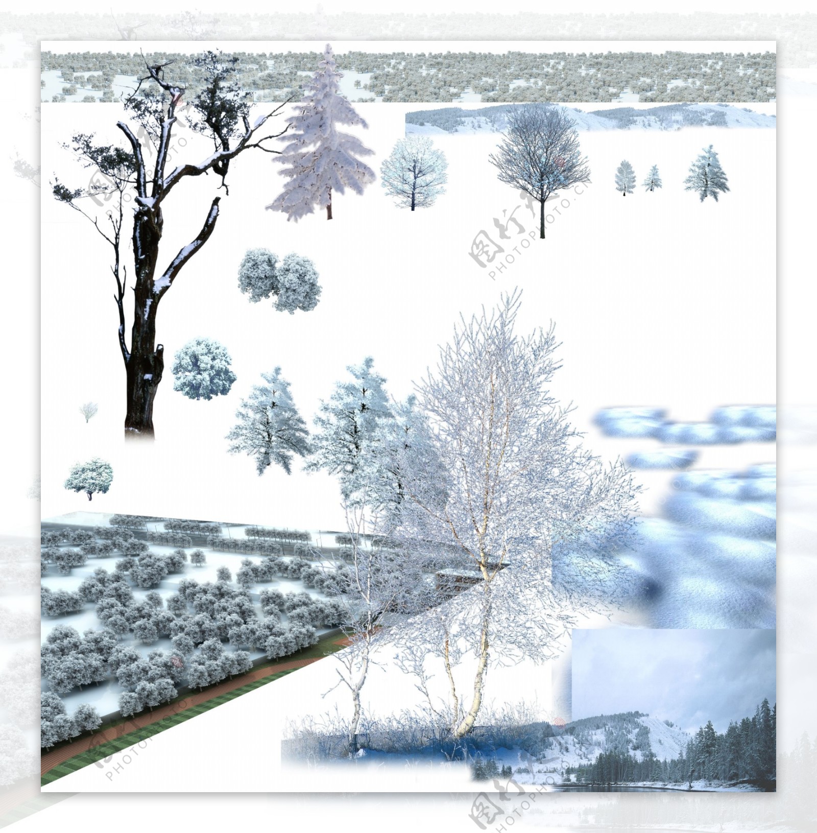 雪松树图片