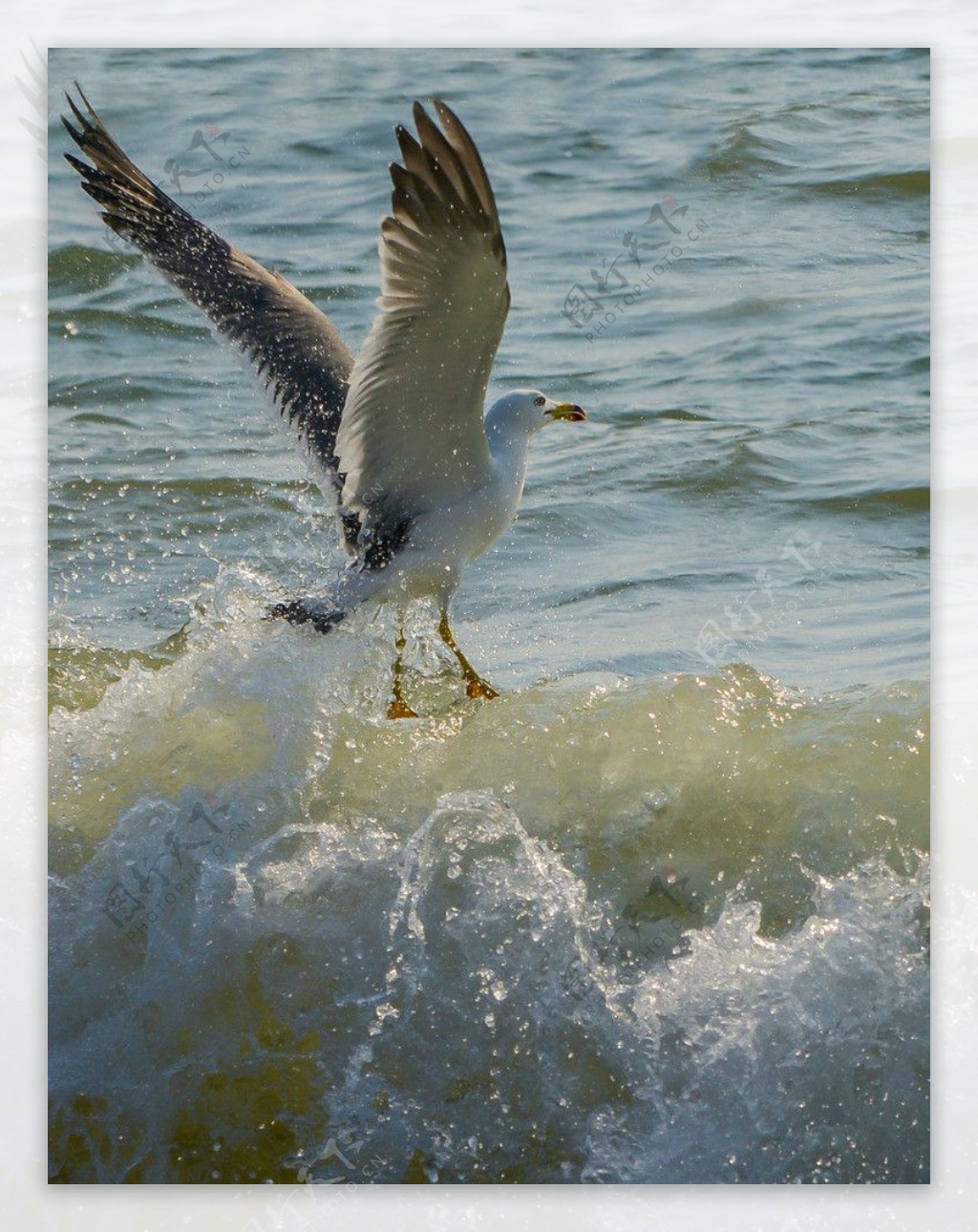 展翅海鸥图片