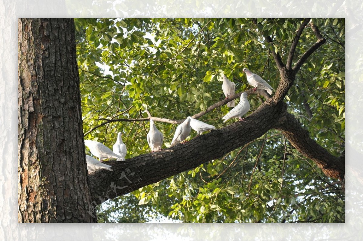 树上的白鸽图片
