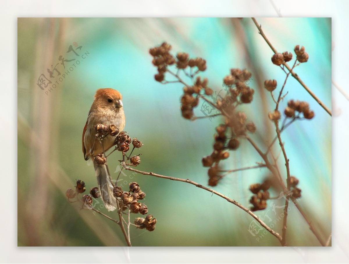 棕头鸦雀鸟图片