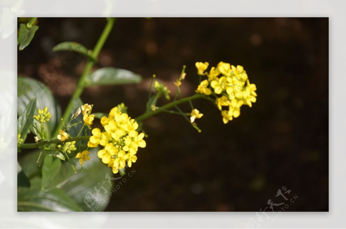 油菜花图片