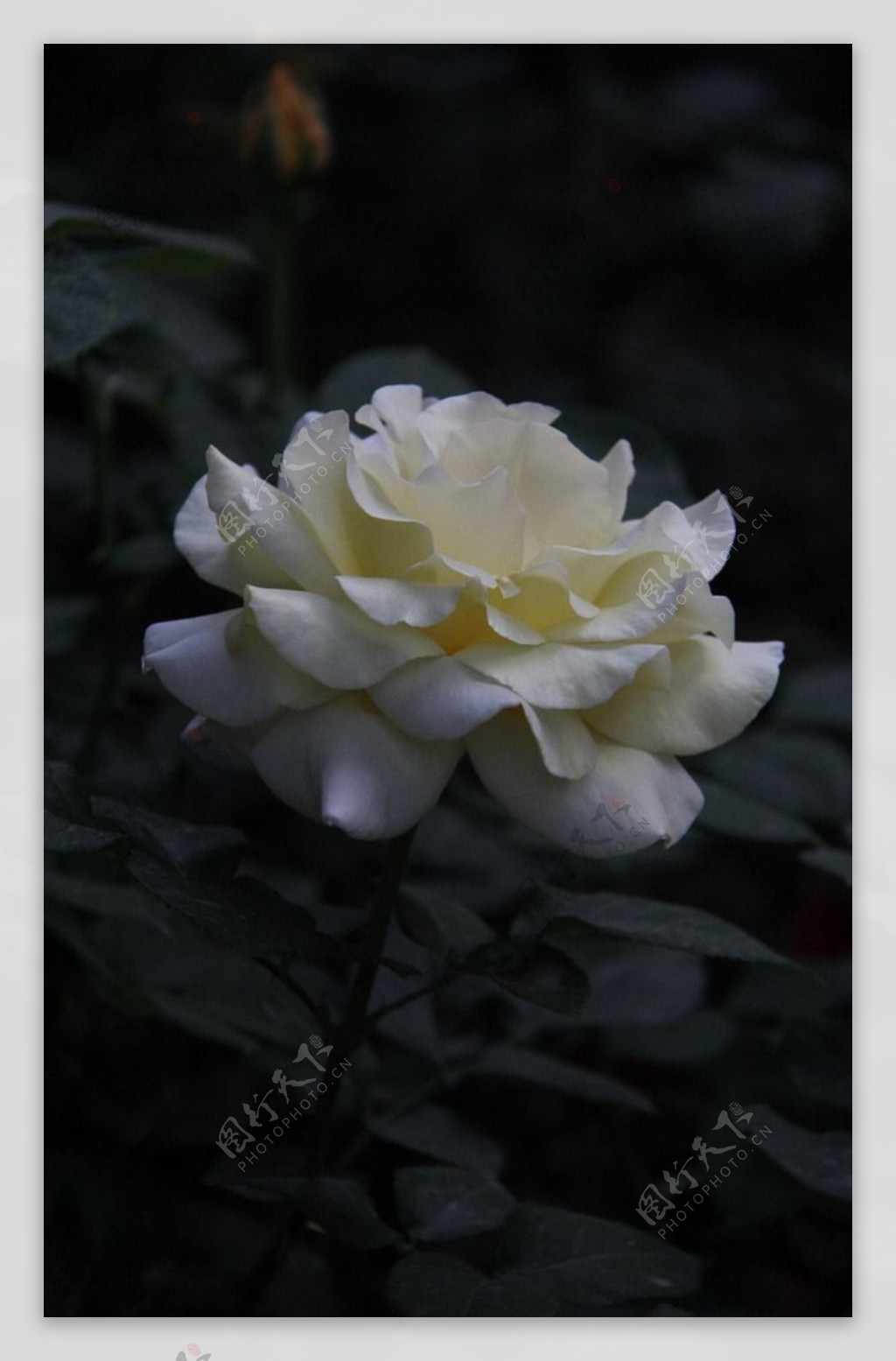 白色玫瑰摄影图__花草_生物世界_摄影图库_昵图网nipic.com