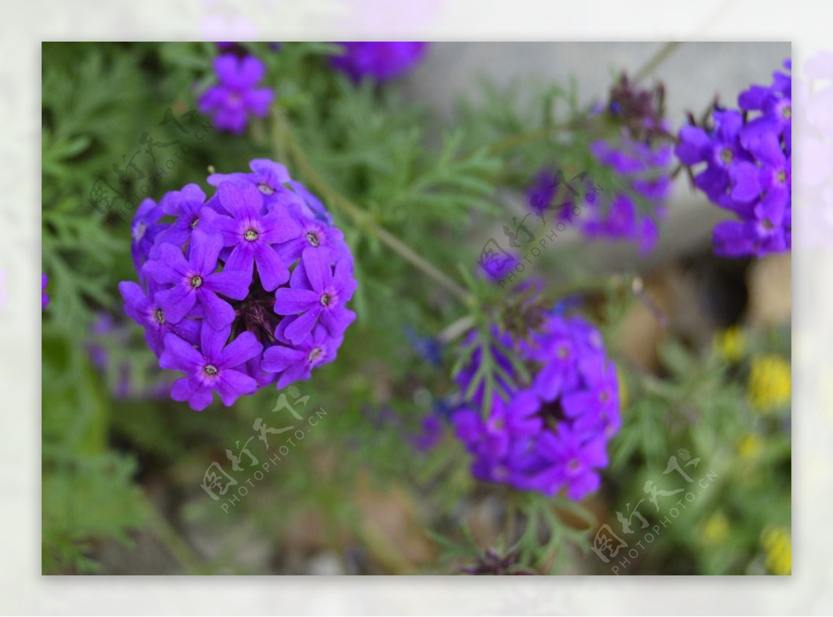 紫色花球图片