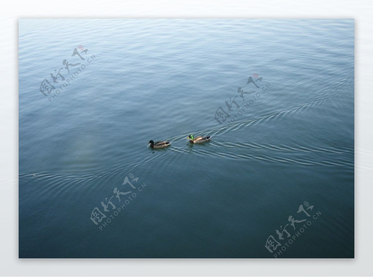 昆明湖野鸭图片