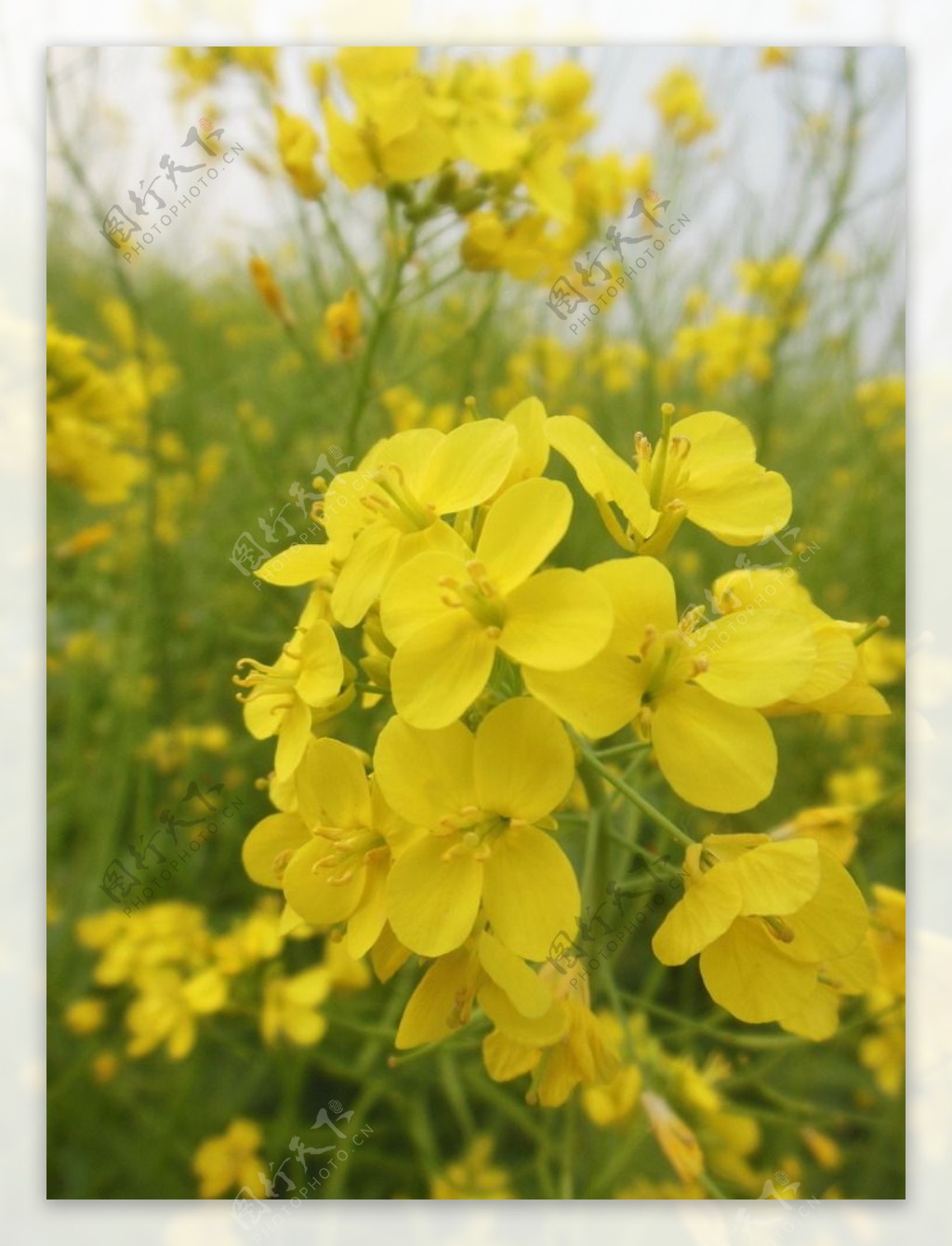 油菜花图片