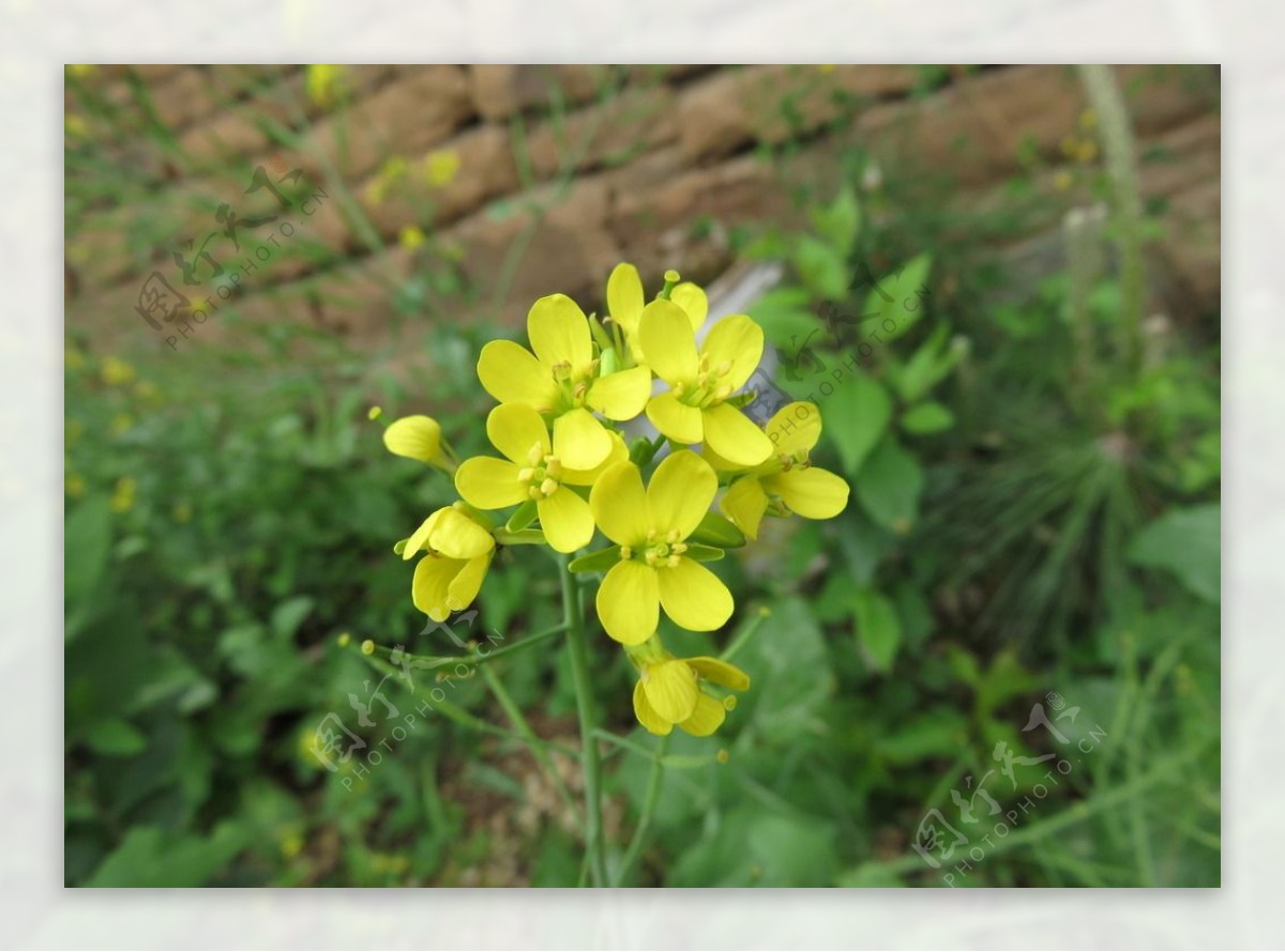 油菜花图片