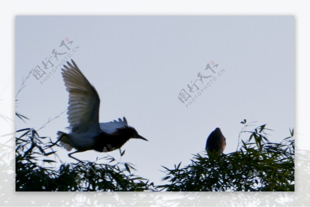 湿地公园，各种鸟类，飞鸟群鸟视频素材,延时摄影视频素材下载,高清3840X2160视频素材下载,凌点视频素材网,编号:319637