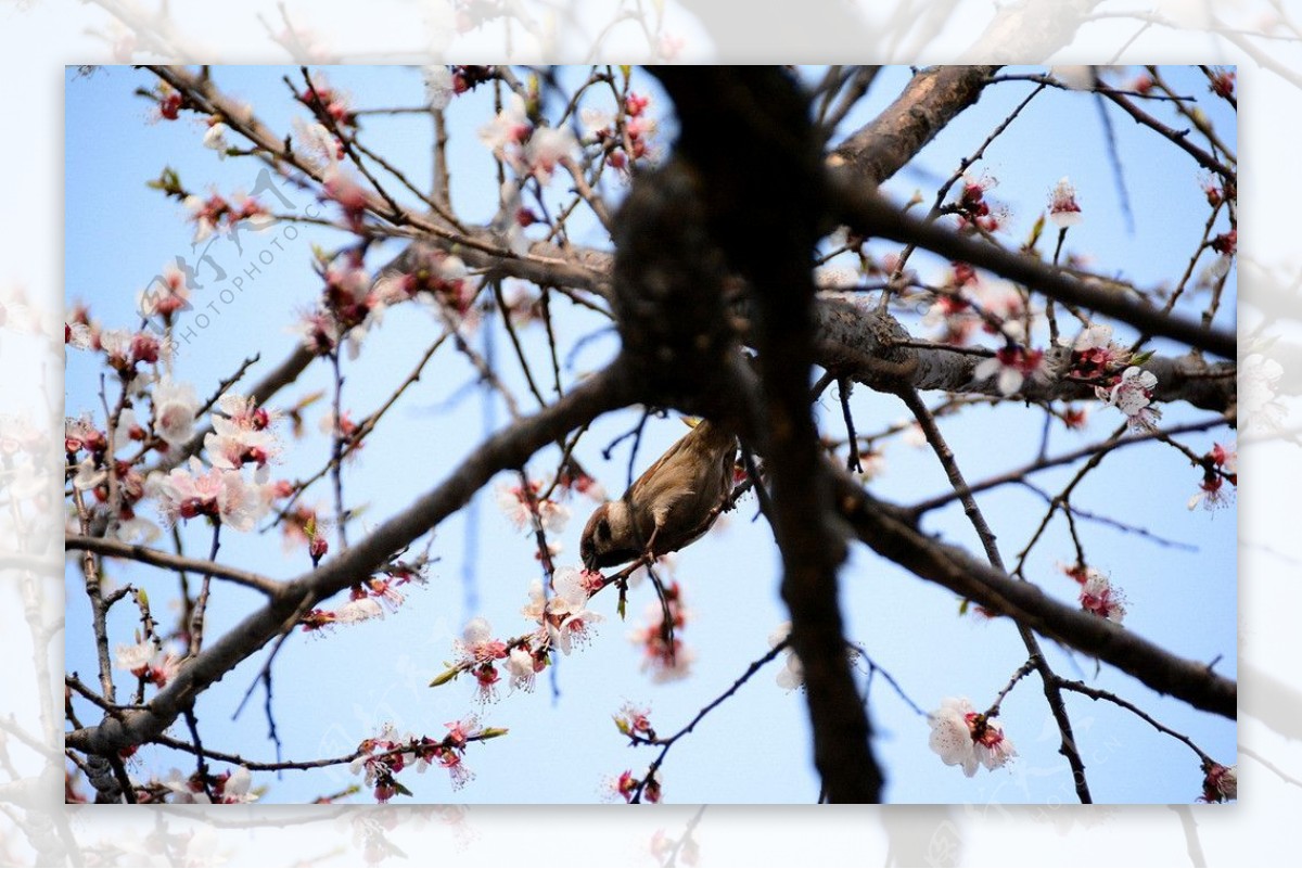 麻雀戏樱花图片