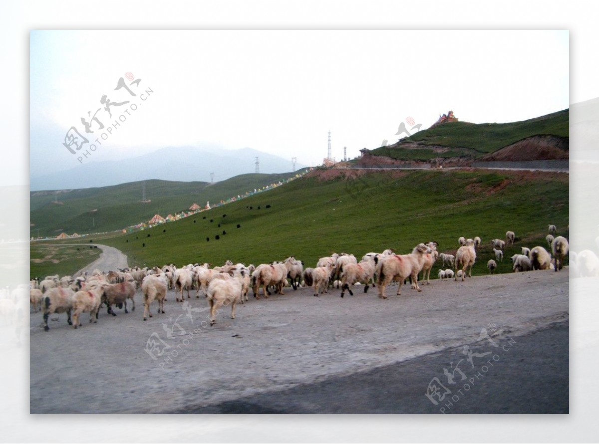 文成公主进藏山口下的羊群图片