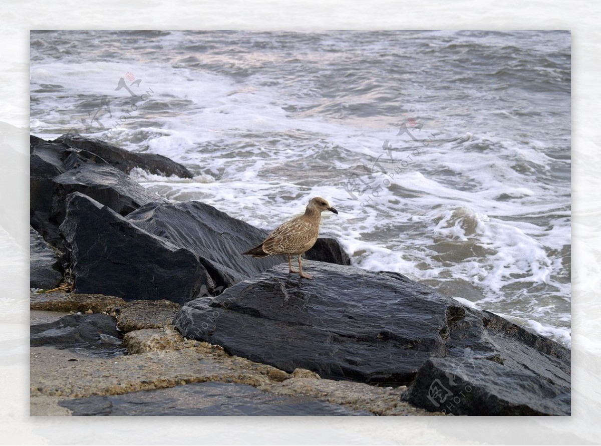 海岸边的鸟图片