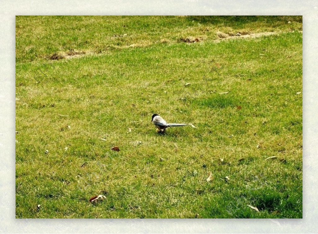 草坪小鸟图片