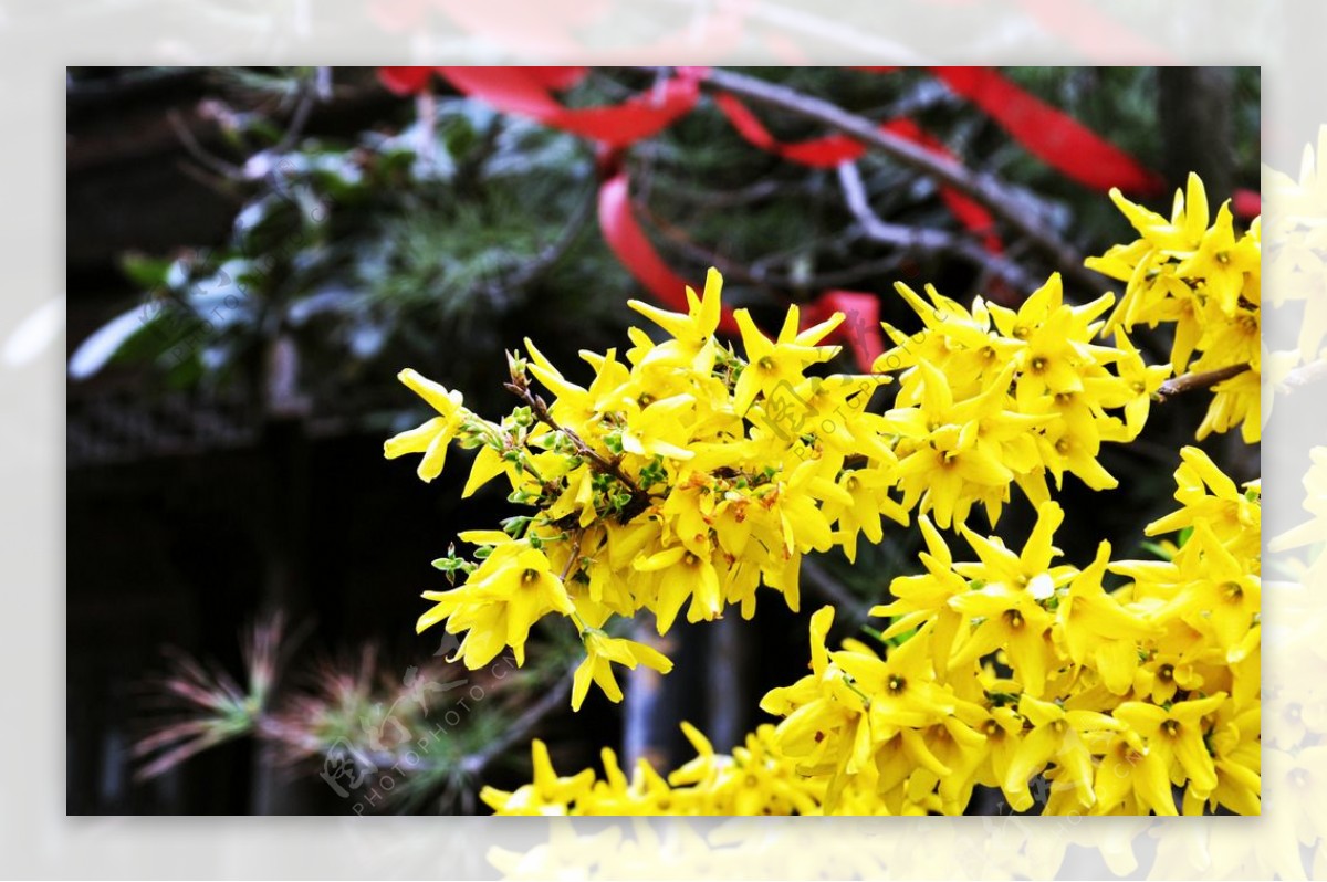 迎春花图片