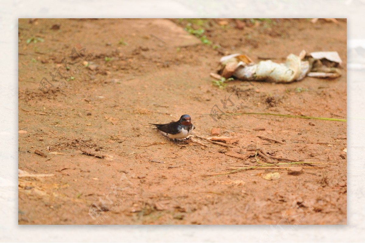 燕啄春泥图片