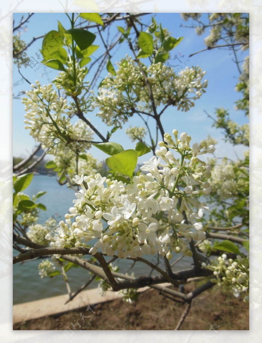 中国图库-植物-白色花朵