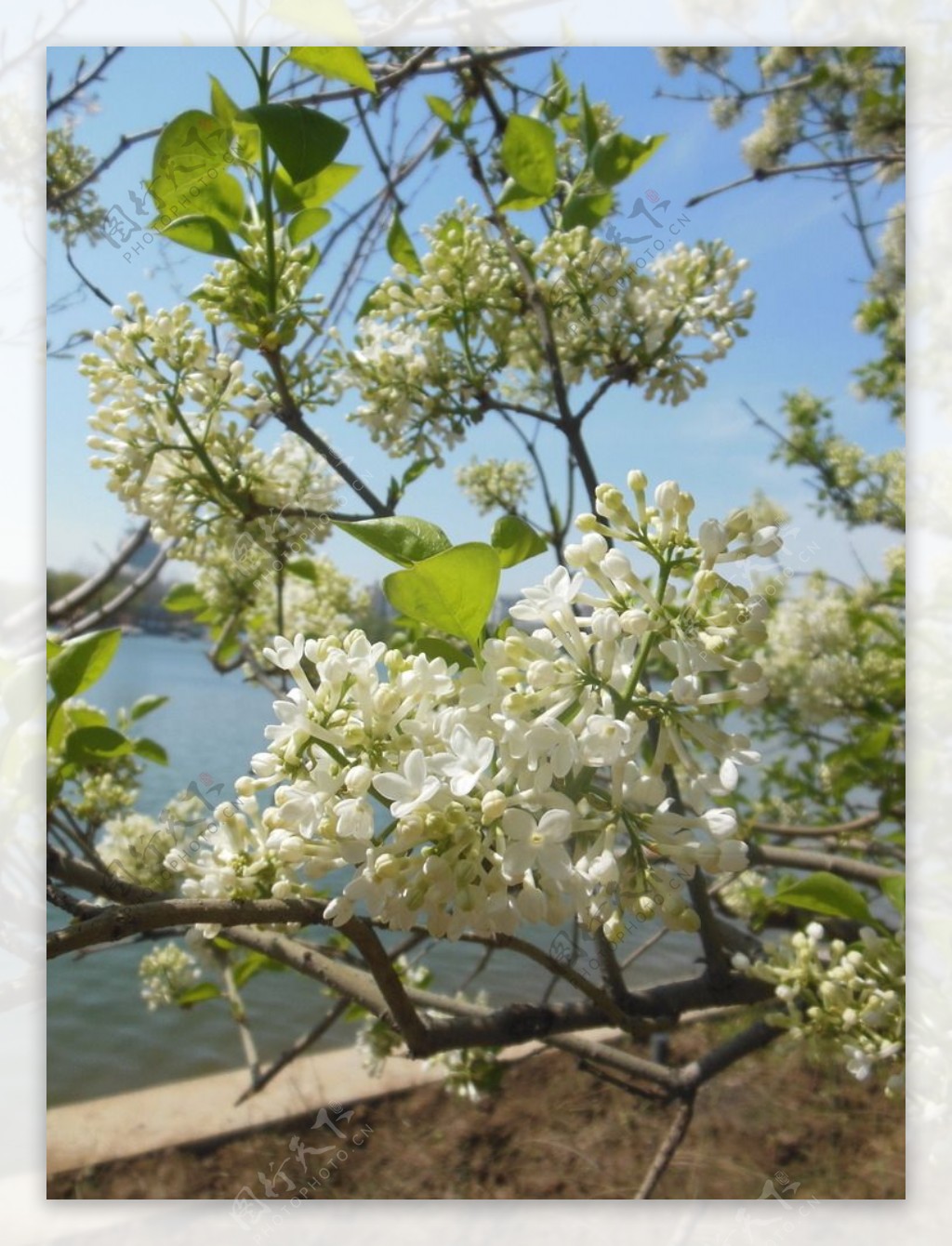 丁香花图片